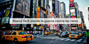 nueva york pierde la guerra contra las ratas blog – fumigación universal - fumigación universal, c.a - page 11 nueva york pierde la guerra contra las ratas