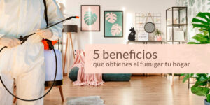 5 beneficios que obtienes al fumigar tu hogar. blog – fumigación universal - fumigación universal, c.a - page 10 5 beneficios que obtienes al fumigar tu hogar.