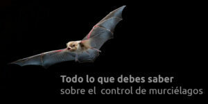 todo lo que debes saber sobre el control de murciélagos blog – fumigación universal - fumigación universal, c.a - page 10 todo lo que debes saber sobre el control de murciélagos