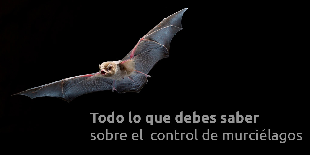 Todo lo que debes saber sobre el control de murciélagos