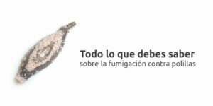 todo lo que debes saber sobre la fumigación contra polillas blog – fumigación universal - fumigación universal, c.a - page 10 todo lo que debes saber sobre la fumigación contra polillas
