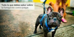 todo lo que debes saber sobre la fumigación contra pulgas blog – fumigación universal - fumigación universal, c.a - page 10 todo lo que debes saber sobre la fumigación contra pulgas