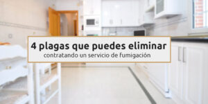 4 plagas que puedes eliminar contratando un servicio de fumigación blog – fumigación universal - fumigación universal, c.a - page 10 4 plagas que puedes eliminar contratando un servicio de fumigación