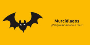 murciélagos ¿peligro infundado o real? blog – fumigación universal - fumigación universal, c.a - page 9 murciélagos ¿peligro infundado o real?