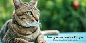 fumigación contra pulgas - el secreto de su exterminio blog – fumigación universal - fumigación universal, c.a - page 9 fumigación contra pulgas - el secreto de su exterminio