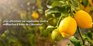 ¿son efectivos los repelentes contra mosquitos a base de limoneno? blog – fumigación universal - fumigación universal, c.a - page 8 ¿son efectivos los repelentes contra mosquitos a base de limoneno?
