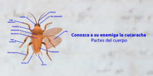 conociendo a su enemiga: la cucaracha, partes del cuerpo blog – fumigación universal - fumigación universal, c.a - page 8 conociendo a su enemiga: la cucaracha, partes del cuerpo