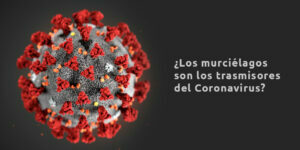 ¿los murciélagos son los transmisores del coronavirus? blog – fumigación universal - fumigación universal, c.a - page 8 ¿los murciélagos son los transmisores del coronavirus?