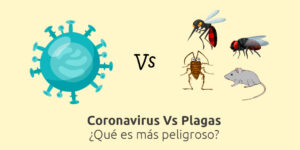 coronavirus versus plagas ¿qué es más peligroso? blog – fumigación universal - fumigación universal, c.a - page 7 coronavirus versus plagas ¿qué es más peligroso?