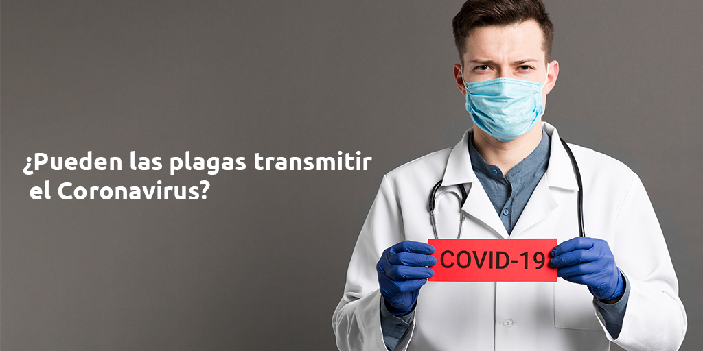 ¿pueden las plagas trasmitir el coronavirus? ¿pueden las plagas transmitir el coronavirus? ¿pueden las plagas trasmitir el coronavirus?