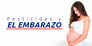 pesticidas-y-el-embarazo blog – fumigación universal - fumigación universal, c.a - page 7 