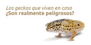Los geckos que viven casa I ¿Son realmente peligrosos? - Fumigación Universal, C.A los geckos que viven casa i ¿son realmente peligrosos? blog – fumigación universal - fumigación universal, c.a - page 7 los geckos que viven casa i ¿son realmente peligrosos?