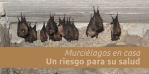murciélagos en casa i un riesgo para su salud blog – fumigación universal - fumigación universal, c.a - page 7 murciélagos en casa i un riesgo para su salud