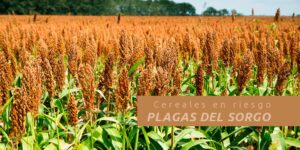 cereales en riesgo, plagas del sorgo blog – fumigación universal - fumigación universal, c.a - page 6 cereales en riesgo, plagas del sorgo