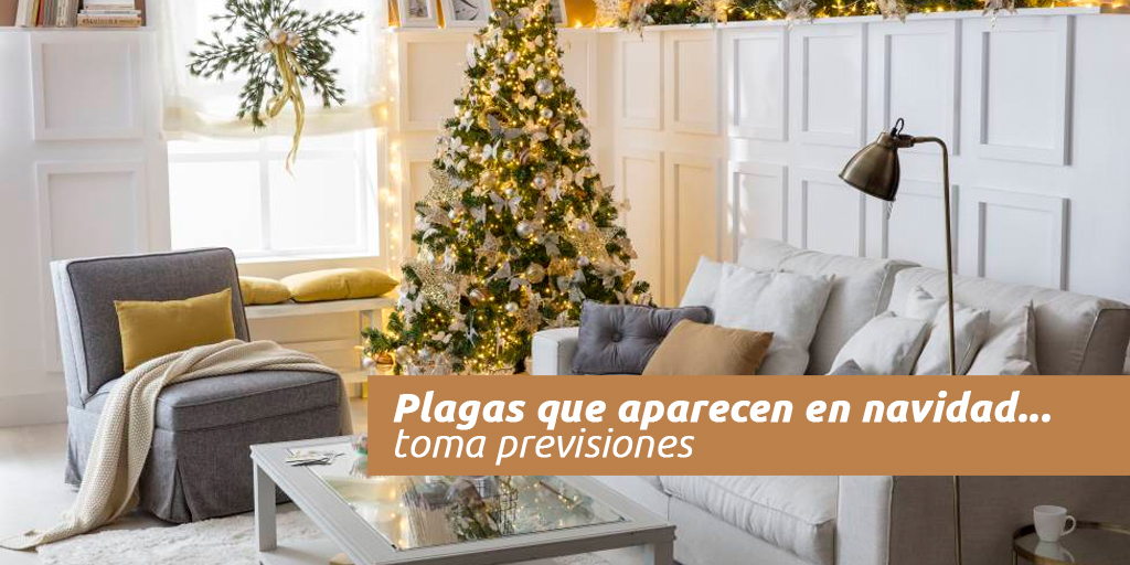 Plagas que aparecen en navidad... toma previsiones