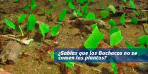 bachacos-en-el-jardin blog – fumigación universal - fumigación universal, c.a - page 6 
