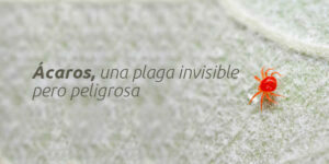 acarosplagainvisible blog – fumigación universal - fumigación universal, c.a - page 6 