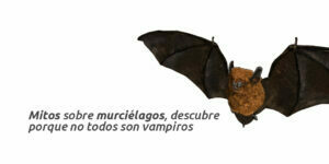 mitos sobre murciélagos, descubre porque no todos son vampiros blog – fumigación universal - fumigación universal, c.a - page 5 mitos sobre murciélagos, descubre porque no todos son vampiros