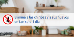 elimina a las chiripas y a sus huevos en tan solo 1 día blog – fumigación universal - fumigación universal, c.a - page 5 elimina a las chiripas y a sus huevos en tan solo 1 día