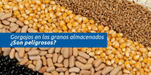 gorgojos en los granos almacenados ¿son peligrosos? blog – fumigación universal - fumigación universal, c.a - page 5 gorgojos en los granos almacenados ¿son peligrosos?