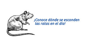 ¡conoce dónde se esconden las ratas en el día! blog – fumigación universal - fumigación universal, c.a - page 5 ¡conoce dónde se esconden las ratas en el día!