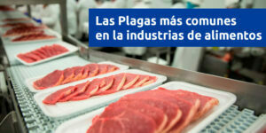 las plagas más comunes en la industria de alimentos blog – fumigación universal - fumigación universal, c.a - page 5 las plagas más comunes en la industria de alimentos