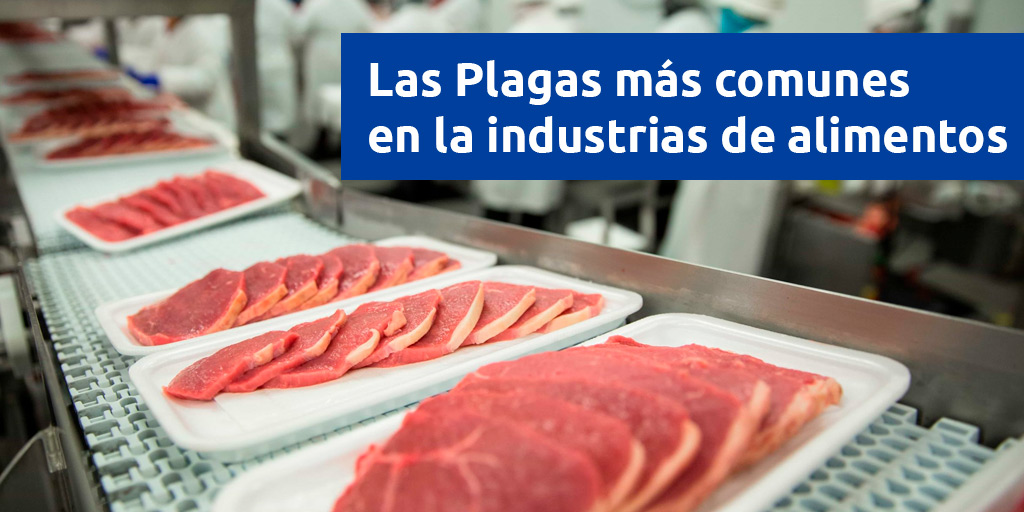 Las plagas más comunes en la industria de alimentos