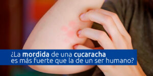 ¿qué tan fuerte es la mordida de una cucaracha? blog – fumigación universal - fumigación universal, c.a - page 5 ¿qué tan fuerte es la mordida de una cucaracha?