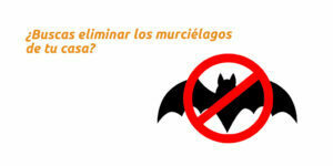 ¿Buscas eliminar los murciélagos de tu casa?