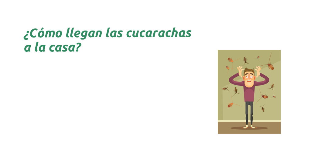 ¿Cómo llegan las cucarachas a la casa?