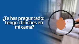 ¿te has preguntado: tengo chinches en mi cama? blog – fumigación universal - fumigación universal, c.a - page 4 ¿te has preguntado: tengo chinches en mi cama?
