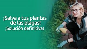 ¿cómo combatir las plagas en las plantas? blog – fumigación universal - fumigación universal, c.a - page 4 ¿cómo combatir las plagas en las plantas?