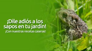 remedios caseros para los sapos del jardín blog – fumigación universal - fumigación universal, c.a - page 4 remedios caseros para los sapos del jardín